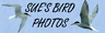 Sue Tranter, Wildlife Photographer