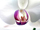 Orchid Forum