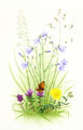 Harebells
