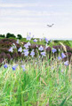 Harebells on Dunwich Heath