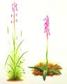 Lax-flowered & Early Purple Orchid