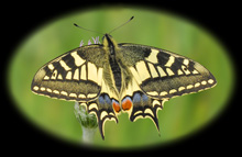 Butterfly gallery image - Swallowtail