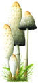 Ink-cap Fungi