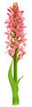 Early Marsh Orchid normal form