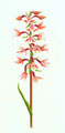 Marsh Helleborine