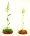 Green-flowered Helleborine & Bird's Nest Orchid