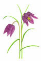 Fritillary