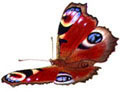 Peacock Butterfly
