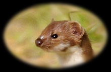 Mammal gallery - Weasel
