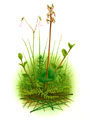 Lesser Twayblade