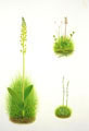 Common & Lesser Twayblade & Autumn Ladies Tresses