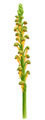 Man Orchid
