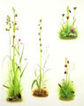 Bee, Fly, Early & Late Spider Orchids