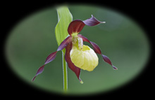 Orchid gallery image - Lady's Slipper Orchid