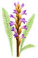 Yarrow Broomrape