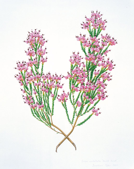 Erica umbellata
