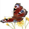 Peacock butterfly