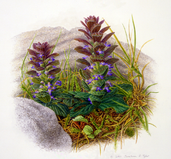  Pyramidal Bugle 2001