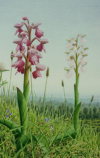Green-veined Orchid