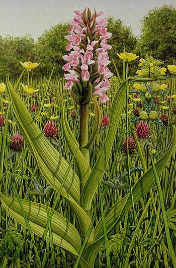 Early Marsh Orchid 1993