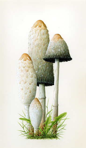 Ink Cap Fungi