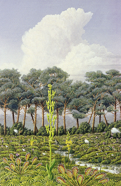 Bog Orchid