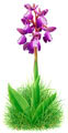 Mirror Orchid 1998