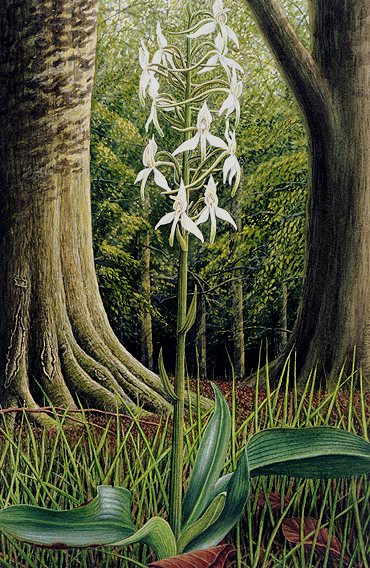 Greater Butterfly Orchid