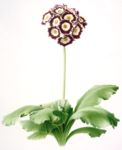 Primula auricula - White Ensign