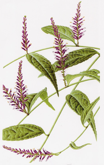 veronicastrum