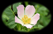 Spring Flowers