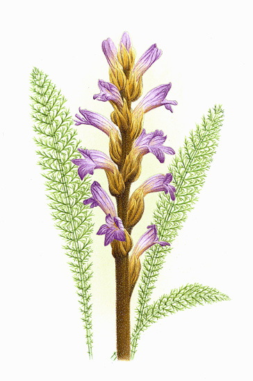Yarrow Broomrape