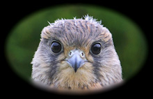 Bird gallery image - Kestrel