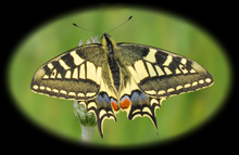 Comma