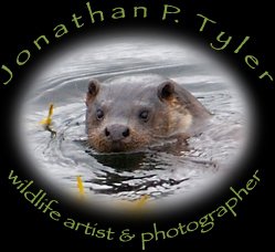 European Otter business logo
