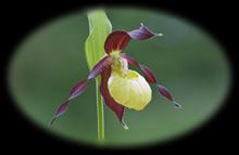 ManOrchid