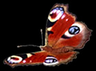 Peacock butterfly