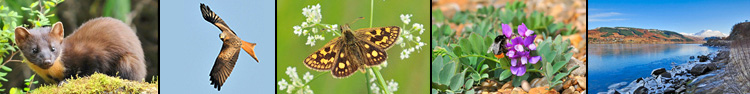 Pine Marten - Red Kite - Chequered Skipper - Sea Pea - Loch Sunart