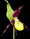 Lady's Slipper floret